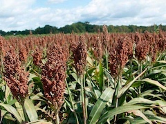 web-22-sorgo