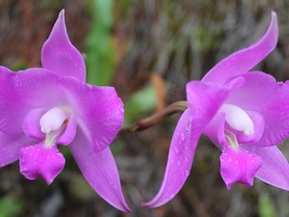 web-62 orquidea
