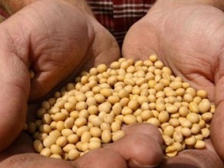 web-33-alimentos-fao