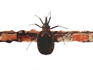 web-66 chagas