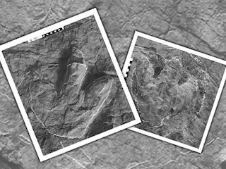 web-66 huellas-dinosauro