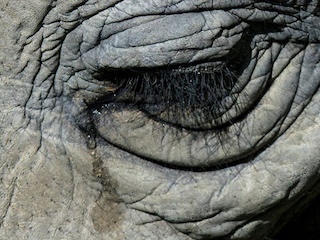 web-63 animalia
