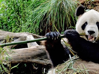 web-66-zoologico chapultepec