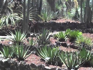 web-66-jardinBotanico