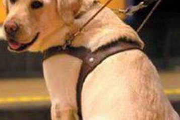 web-63 perro guia