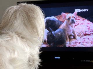 DogTv 1