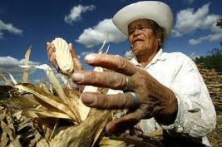 Campo Mexicano
