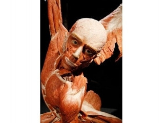 Body Worlds 2