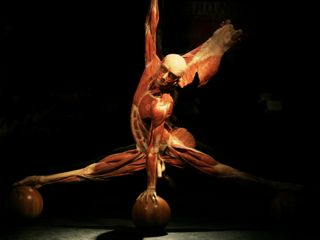 SALUD-ExpoBodyWorldsVitalUniversum2-web